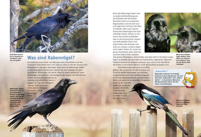 Preview: Entdecke die Rabenvögel